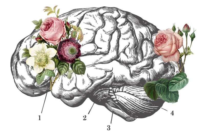 cerebro con flores
